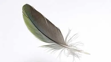 feather