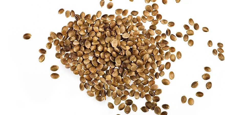 isolated hemp seed